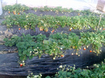 blog_090113sakaki4.jpg