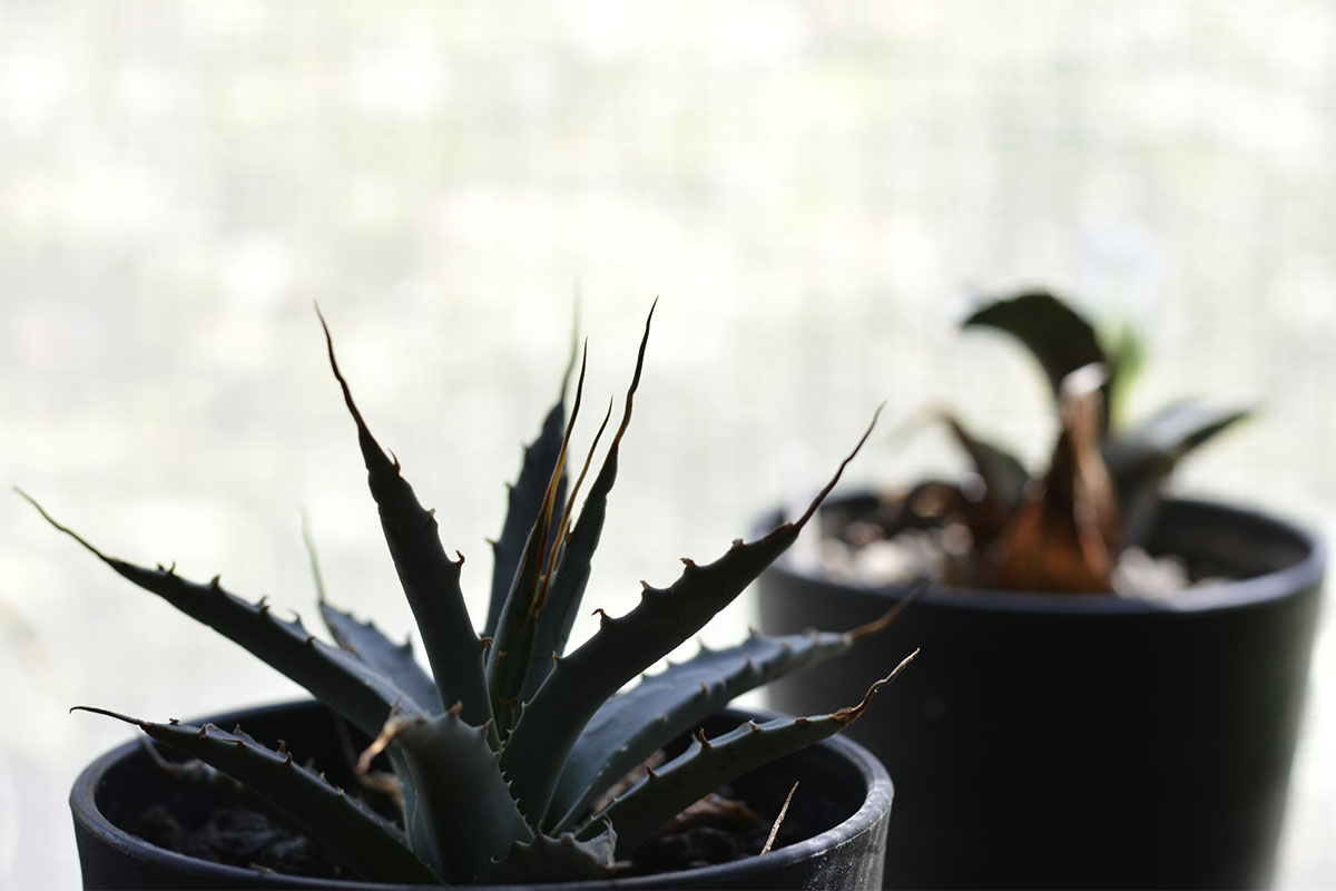 ブログ セルディビジョン ブランディングデザイン 横浜 ブログ セルディビジョン ブランディングデザイン 横浜