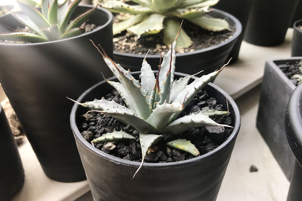 Agave アガベ ランチョタンバ リョウゼツラン インテリア小物 植物